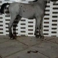 پنج راس کره اسب فی پایین|اسب و تجهیزات اسبسواری|رونیز, |دیوار