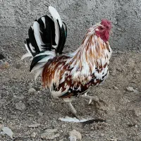 خروس گلین|حیوانات مزرعه|ورامین, قويينک زهری|دیوار