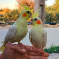 جفت عروس هلنده زعفرانی کاملن اهلی دستی