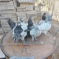 کفتر کاشونی