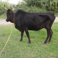 گاو چالوسی فقیر