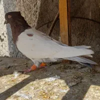 کله دم سرخ عتیقه دورنگ