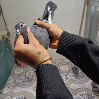 دو نر گرفتنی