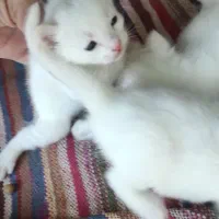 گربه اسکاتیش باتوله هاش|گربه|مشهد, شهید شهریاری|دیوار