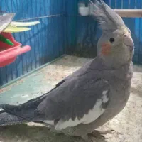 عروس هلندی ماده|پرنده|رشت, آب آسیاب|دیوار