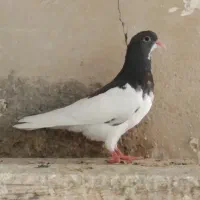 کفتر