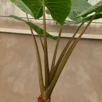 گل آپارتمانی گل خانگی وبیرونی خاک گلدان و باغچه|خدمات باغبانی و درختکاری|مشهد, دوست آباد|دیوار