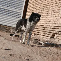 قدرجونی ۳ ساله مناسب گله