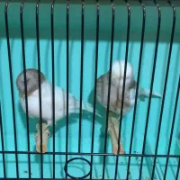 قناری گلاستر|پرنده|ری, هاشمآباد|دیوار