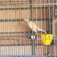 قناری ماده