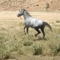اسب|اسب و تجهیزات اسبسواری|پاتاوه, |دیوار