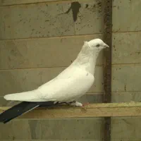 کفتر دم سیاه کاکلی نر|پرنده|اسلامشهر, شهرک توحید|دیوار