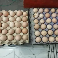 تخم مرغ محلی خوراکی ونطفدار