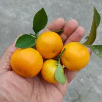 فروش کالاموندین (نارنج مینیاتوری)