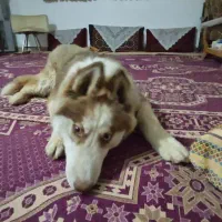 هاسکی شش ماه و پاپی پشمی یک سال|سگ|اصفهان, جلفا|دیوار