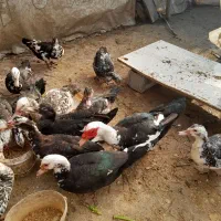 اردک اسرائیلی یا روسی|حیوانات مزرعه|رشت, سیا اسطلخ|دیوار