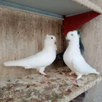 کبوتر ساتن کفتر سینه فر نوک کوچیک|پرنده|مشهد, عبادی|دیوار