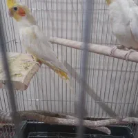 عروس هلندی|پرنده|پاکدشت, پاکدشت (مامازند)|دیوار