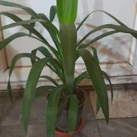 یوکا تنه دار|گل و گیاه طبیعی|تهران, جمال‌زاده|دیوار