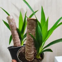 گل یوکا طبیعی|گل مصنوعی|کرج, دولتآباد|دیوار