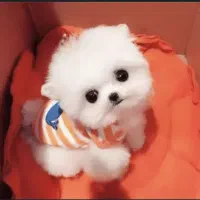 سگ بامزه خانگی