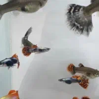 ماهی گوپی بیگ ایر|ماهی|اصفهان, ارزنان|دیوار