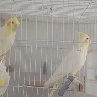 عروس هلندی جفت لوتینو