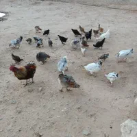 مرغ