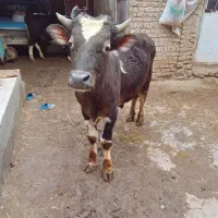 دو عدد گاو نز سیمینتال|حیوانات مزرعه|مهربان, |دیوار