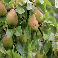 طرح درخت کاری مناسب مناطق کم اب|خدمات باغبانی و درختکاری|تهران, استخر|دیوار