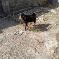 کهره نر سرحال مخصوص عید قربان
