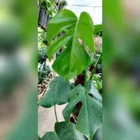 گیاه برگ انجیری