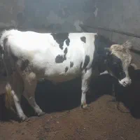 دو گوساله نر
