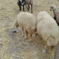 گوسفند میش