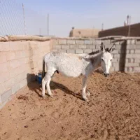 کرالاغ نر ۵ساله بسیار گله ای آرام.|حیوانات مزرعه|بردسکن, |دیوار