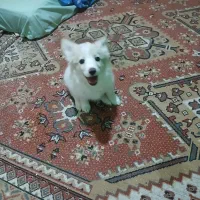 واگذاری اشپیتز ۳ ماهه