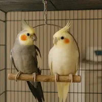 عروس هلندی پیدا شده