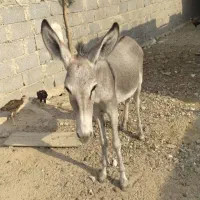 فروش یا معاوضه الاغ با لاری