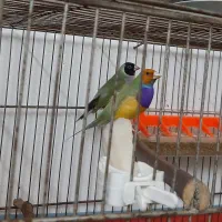 جفت گلدین نر و ماده بالغ