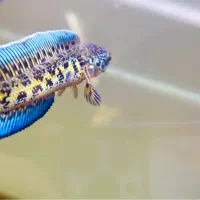 ماهی چانا گلدن کبرا|ماهی|تهران, صادقیه|دیوار