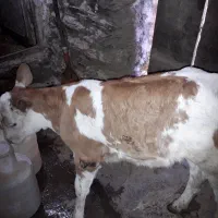 گاوباگوساله|حیوانات مزرعه|سنندج, |دیوار