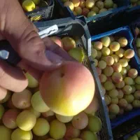 کارگر زن برای چیندن گیلاس