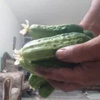 سم پاشی باغات و درختان منزل شما