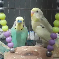 مرغ عشق|پرنده|نوشهر, |دیوار