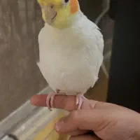 فروش عروس هلندی سخنگو