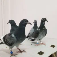 کبوتر.جوجه سبز و پولک المانی پلاکی