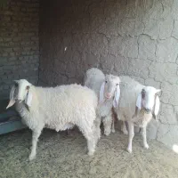 یک بره نر یک بره ماده یک میش|حیوانات مزرعه|کرباسک, |دیوار