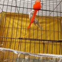 قناری مزایکی سرخ ماده اماده سهره خاکی قفس مهردار|پرنده|مشهد, شهید معقول|دیوار