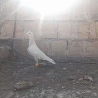 کفتر|پرنده|لنجان, |دیوار