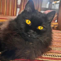 گربه پرشین